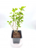 Крыжовник обыкновенный 'Hinnonmaki Green'