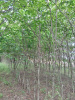Вяз шершавый 'ulmus glabra'
