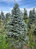 Ель колючая Глаука (Picea pungens ‘Glauca’) 