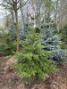 Ель Сербская РАСПРОДАЖА