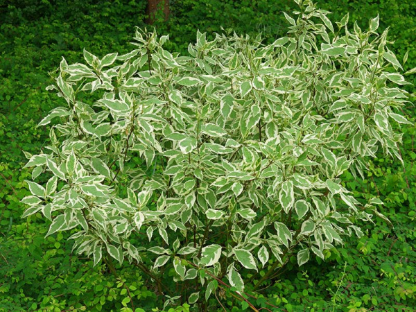 Дерен элегантиссима Cornus alba 'Elegantissima' р9 15-20см