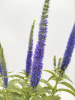 Вероника колосистая 'Ulster Dwarf Blue'