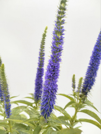Вероника колосистая 'Ulster Dwarf Blue'