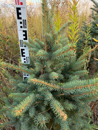Ель колючая Glauca Экстра 80-100-120 см