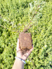 лапчатка белая Potentilla alba 30-60 см