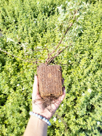 лапчатка белая Potentilla alba 30-60 см