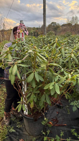 Рододендрон гибридный Катевбинский Грандифлорум РАСПРОДАЖА