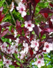 Слива цистена