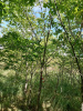 Вяз шершавый 'ulmus glabra'