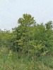 Вяз шершавый 'ulmus glabra'
