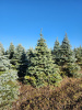 Ель колючая Глаука (Picea pungens ‘Glauca’) 