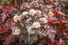 Пузыреплодник калинолистный Physocarpus opulifolius 20-30 см