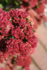 Очиток (седум) телефиум 'Munstead Dark Red'