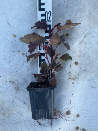 Пузыреплодник калинолистный Physocarpus opulifolius 20-30 см