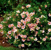 Лапчатка кустарниковая `Пинк Парадайз`