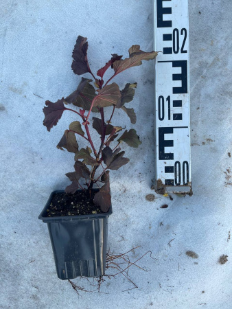 Пузыреплодник калинолистный Physocarpus opulifolius 20-30 см